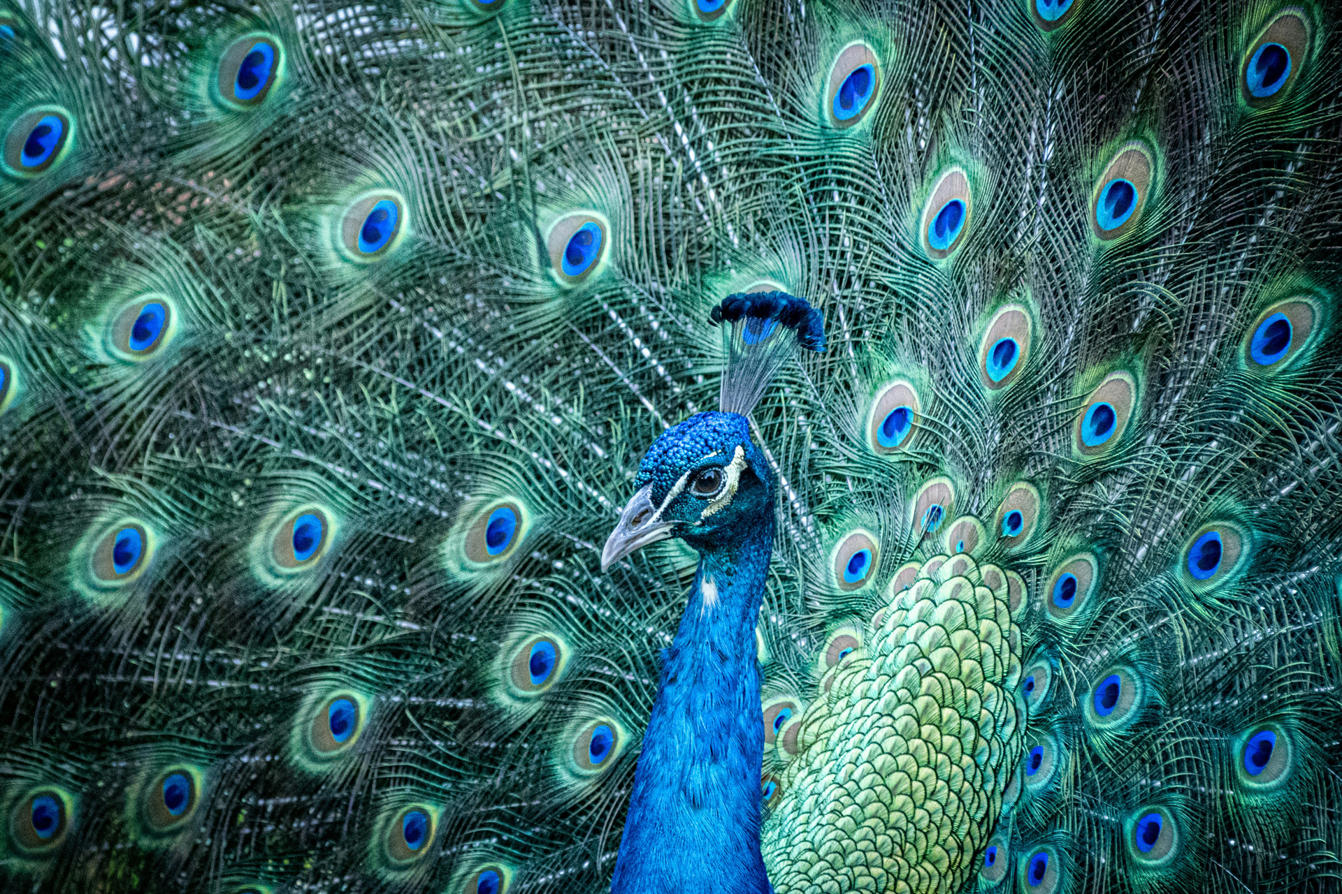 Peacock Feathers